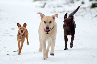 Hundebetreuung Friedrichshain 1